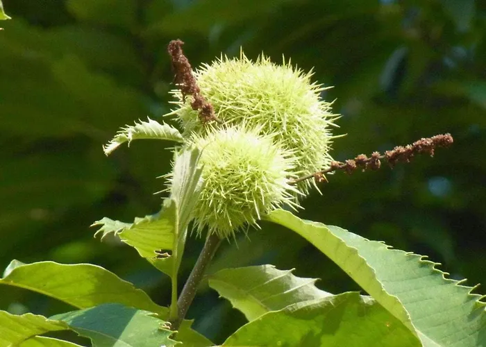 Pfaelzerleben Palatinate Experience 펜션