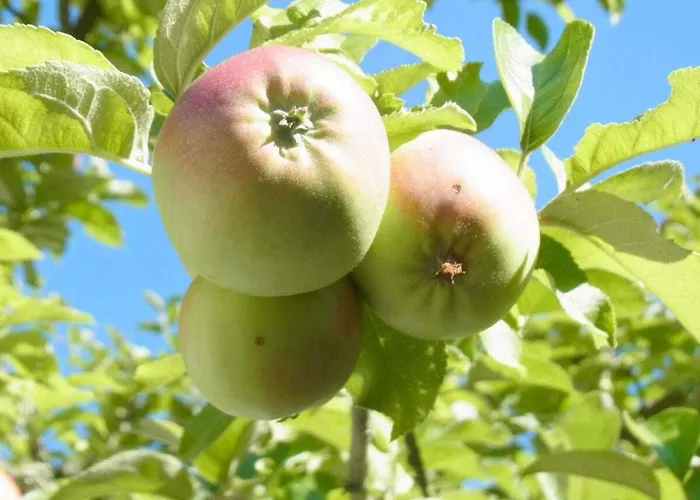 Pfaelzerleben Palatinate Experience 펜션 Oberotterbach